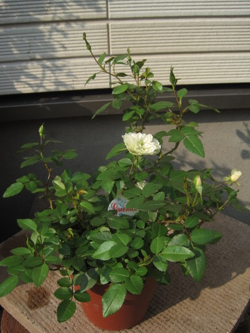 ミニバラ グリーンアイスの寄せ植え このんの花日記 楽天ブログ