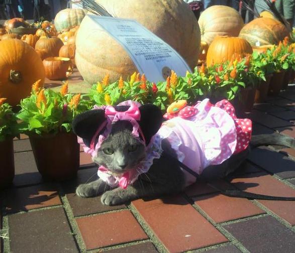 ハロウィーンのねこちゃん