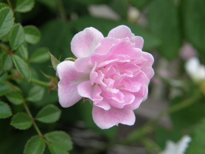 本日の温室風景🌹 「乙女心」の満開〜咲き終わり 近くに行くと
