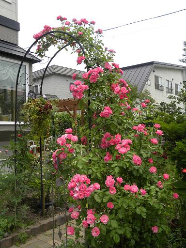 アンジェラのアーチと他のバラ 花に癒されて 楽天ブログ