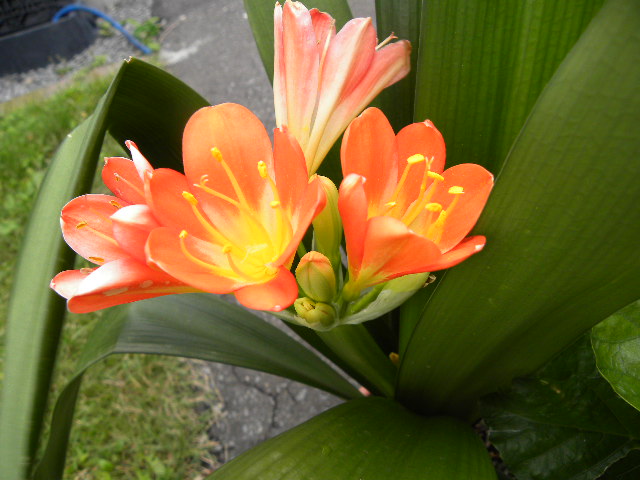 今頃咲いてる君子蘭 | 花に癒されて - 楽天ブログ