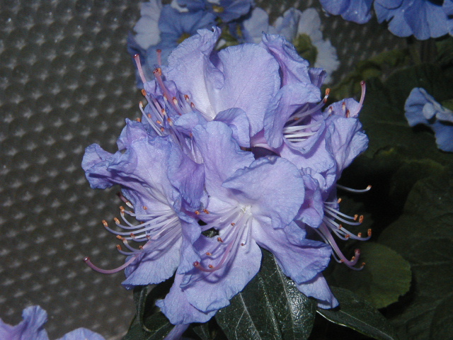 青い 石楠花 シャクナゲ その3 Bluegarden Blogtype 楽天ブログ