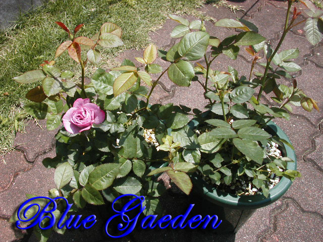 実験レポート 室内でのミニバラ栽培について 改訂 Bluegarden Blogtype 楽天ブログ