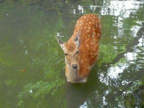 鹿水浴び