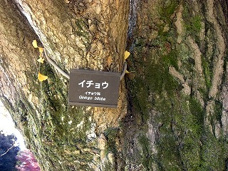 いちょう