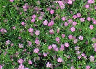 カスミソウ ピンクの花 花と徒然 楽天ブログ