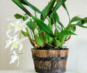 開花したセロジネと花芽？ | 植込み材料無しの洋蘭栽培 - 楽天ブログ
