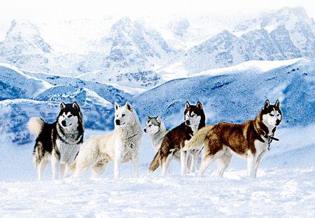 Eight Below 南極物語 かごしさんと映画と 楽天ブログ