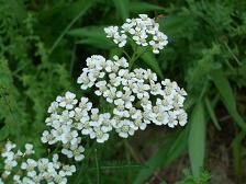 白い花の咲くハーブたち 野の花も日々あれこれ考える 楽天ブログ