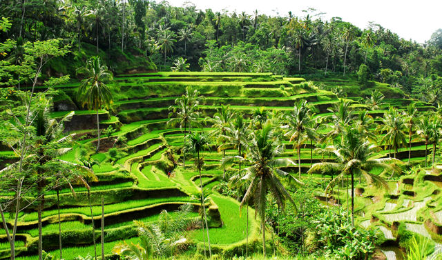 かきあんバリ便り