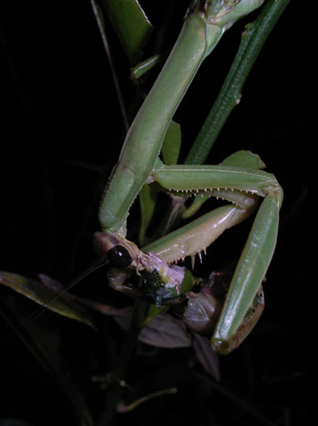 アゲハ蝶の幼虫 深夜カマキリに食べられてしまった 尾上 茂 の日記 おのログ 楽天ブログ
