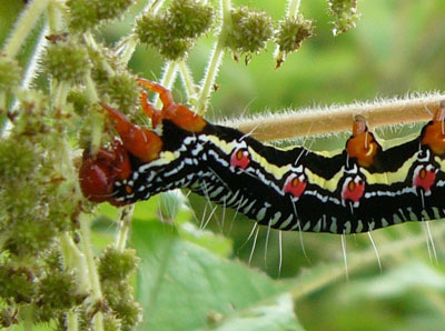 我が家の庭先でアカタテハ蝶の幼虫を発見 尾上 茂 の日記 おのログ 楽天ブログ