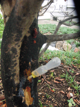 庭の樹木に取りついた害虫を退治した 尾上 茂 の日記 おのログ 楽天ブログ