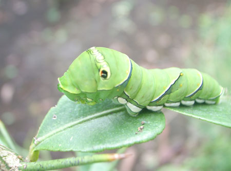 アゲハ蝶の幼虫に柚子の葉を食べ尽くされた 尾上 茂 の日記 おのログ 楽天ブログ