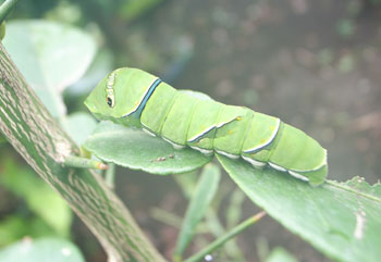 アゲハ蝶の幼虫に柚子の葉を食べ尽くされた 尾上 茂 の日記 おのログ 楽天ブログ