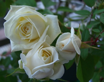 フォーエバーローズの白品種を３つ バラが咲いてた頃 楽天ブログ