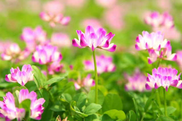 れんげの花 なつかしく 素敵に生きる女性 のページ 楽天ブログ