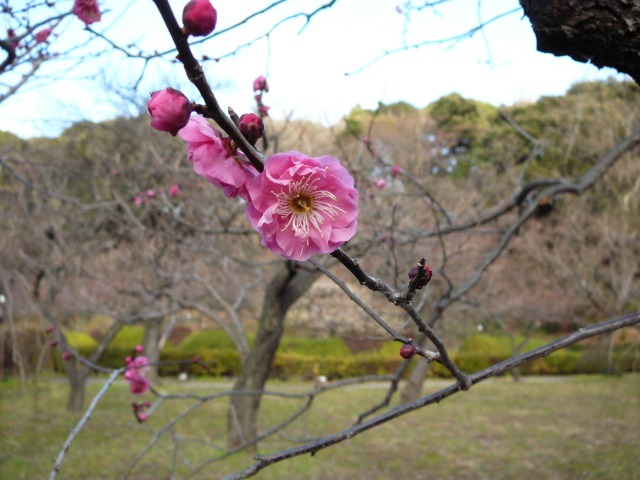 寒紅梅