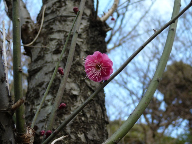 緋の司