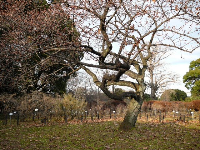 寒桜