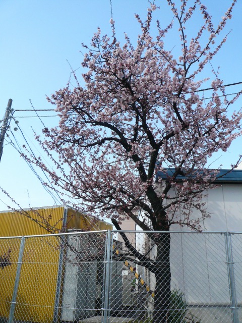 寒桜