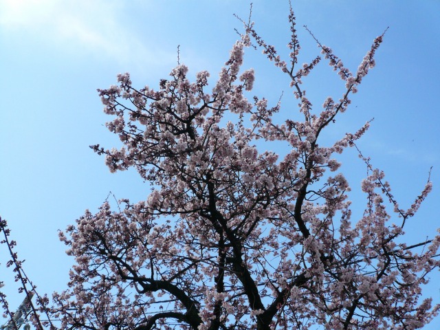 寒桜