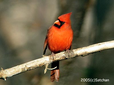 Northern Cardinal | Satchanから自然便り - 楽天ブログ