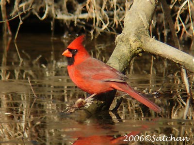 Northern Cardinal | Satchanから自然便り - 楽天ブログ Northern Cardinal | Satchanから自然便り - 楽天ブログ