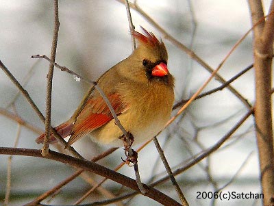 Northern Cardinal | Satchanから自然便り - 楽天ブログ