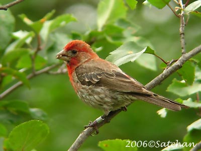 House Finch | Satchanから自然便り - 楽天ブログ
