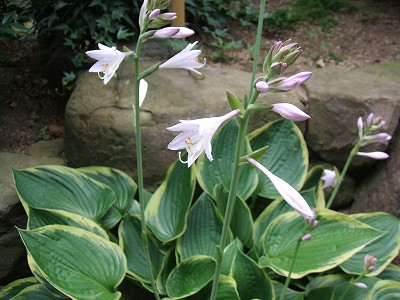 ギボウシ ホスタ の花 着物 和 時代 歴史 香川のリンク集 楽天ブログ