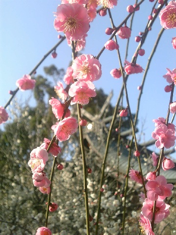 VFSH0008-2.JPG