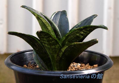 ちょっと珍しいループス □サンセベリアの館□ | サンセベリアの