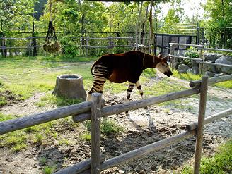 オカピー そんな感じの私 楽天ブログ