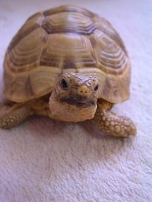 リクガメぴんぽん便