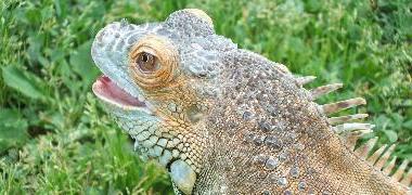 Love and Peace and Iguana