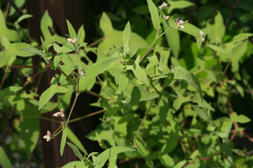 サデクサ 宮代町散歩日記 楽天ブログ