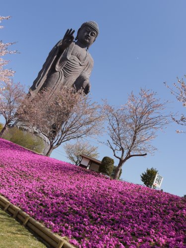 春の牛久大仏 いつのまにか 楽天ブログ