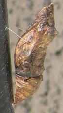 寄生虫にやられたキアゲハの蛹 ガーデニングで癒しのひととき 楽天ブログ