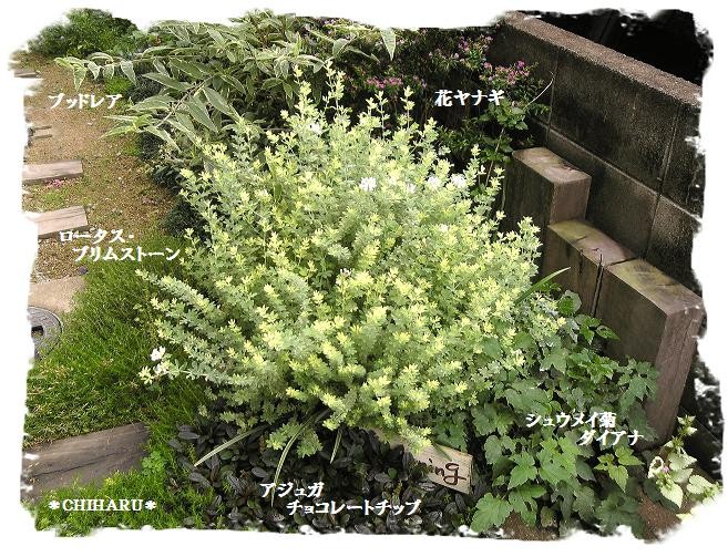 挿し木のバラ シレネ スワンレイク ラムズイヤー クレマチスv ゞ ﾟ ちはるｇａｒｄｅｎｉｎｇ Life 楽天ブログ