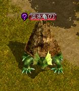 淡水亀.JPG