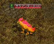 炎のヒレ.JPG