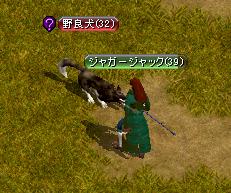 野良犬.JPG