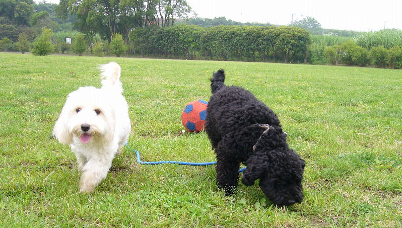 今日は何する？　～３匹のこぶた日記～