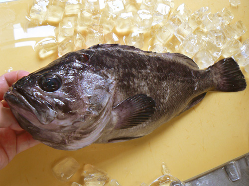 黒ソイはこんな魚です 宅配寿司 黒酢の寿司京山のブログ 楽天ブログ