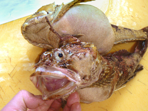 ボッケ 可愛い顔した魚です 宅配寿司 黒酢の寿司京山のブログ 楽天ブログ