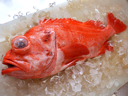 メヌケ アコウ鯛 の続き 凄い綺麗な魚です 宅配寿司 黒酢の寿司京山のブログ 楽天ブログ