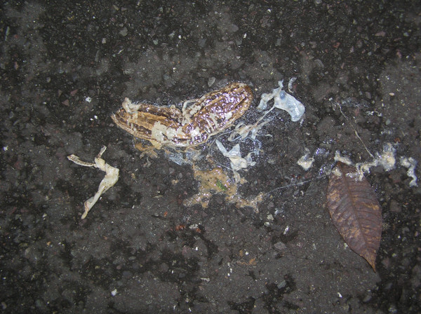 轢死体 京丹波町里山日記~地球のかけら~ 楽天ブログ