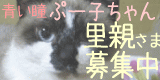 poooko2.gif