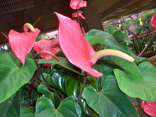 ハワイ ひと月滞在記41 ハワイの植物2 花2 | トラマルのたび旅マイル - 楽天ブログ